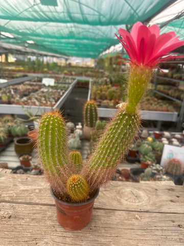 Trichocereus hybrid - Hot Pink