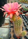Trichocereus hybrid - Sunset Pink