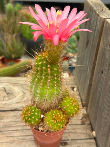 Trichocereus hybrid - Sunset Pink Bloom