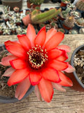 Lobivia sp - Vermilion