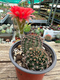 Lobivia sp - Vibrant Red