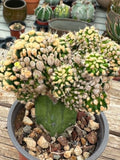 Stenocactus monstrosus grafted