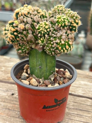 Stenocactus monstrosus grafted