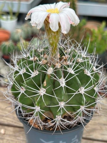 Acanthocalycium klimpelianum