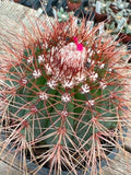 Melocactus neomontanus