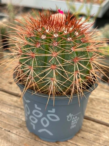 Melocactus neomontanus