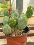 Tephrocactus neuquensis