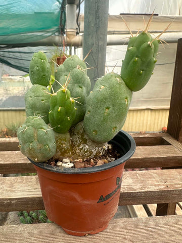 Tephrocactus neuquensis