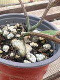 Monadenium montanum ssp rubellum