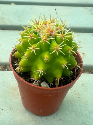 Echinocactus grusonii brevispinus