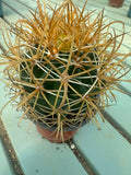 Ferocactus chrysacanthus