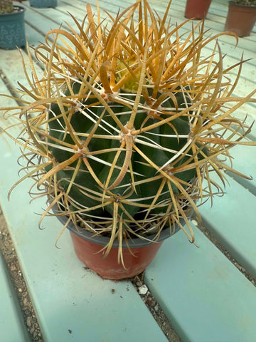 Ferocactus chrysacanthus