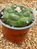 Astrophytum asterias Kikko nudum