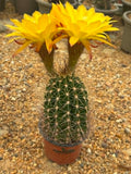 Trichocereus hybrid yellow