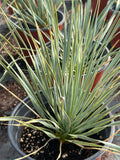 Yucca rostrata