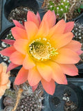 Echinopsis hybrid