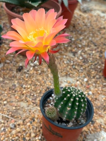 Echinopsis hybrid