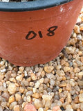 Echinopsis hybrid