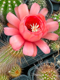 Echinopsis hybrid