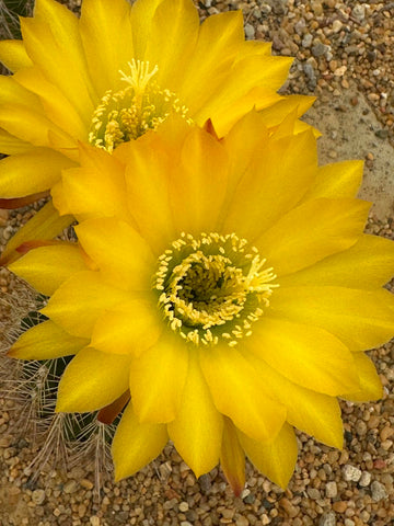 Trichocereus hybrid yellow
