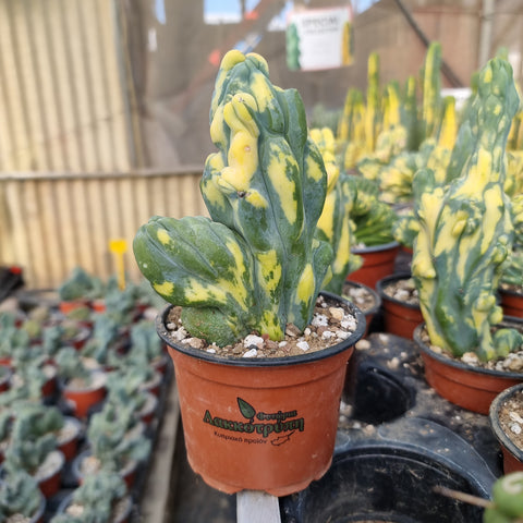 Myrtillocactus geometrizans monstrosus variegated