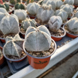 Astrophytum myriostigma Onzuca