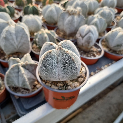 Astrophytum myriostigma Onzuca