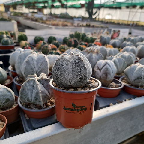Astrophytum Myriostigma FUKURYU @@ Japan Cultivar Hybrid Rare Cactus 100 SEEDS E - Foto 8