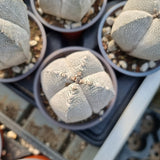 Astrophytum myriostigma Onzuca