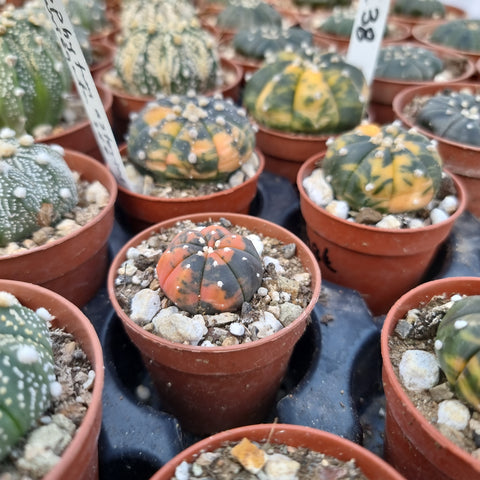 Astrophytum asterias variegated