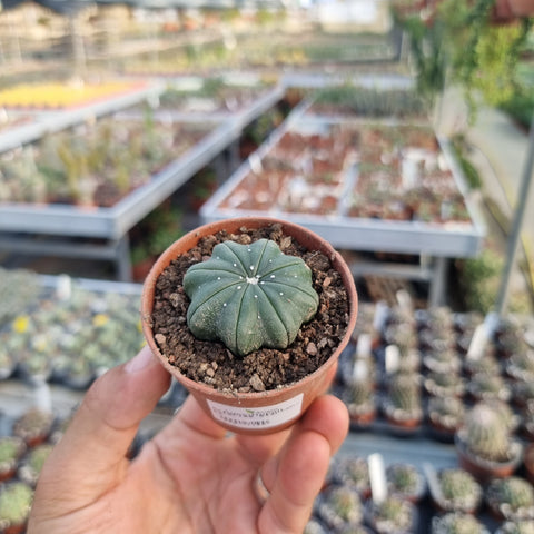 Astrophytum asterias star-shape