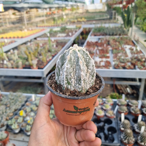 Astrophytum myriostigma  Hakuun Fukuryu