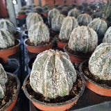 Astrophytum myriostigma  Hakuun Fukuryu