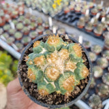 coryphantha elephantidens monstrosa