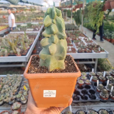 Lophocereus schottii f. monstrosus