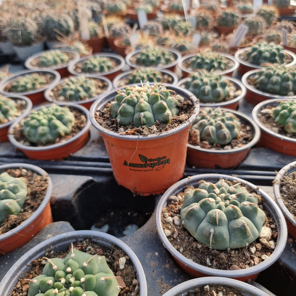 Gymnocalycium vatteri single spine – Cyprus Cactus