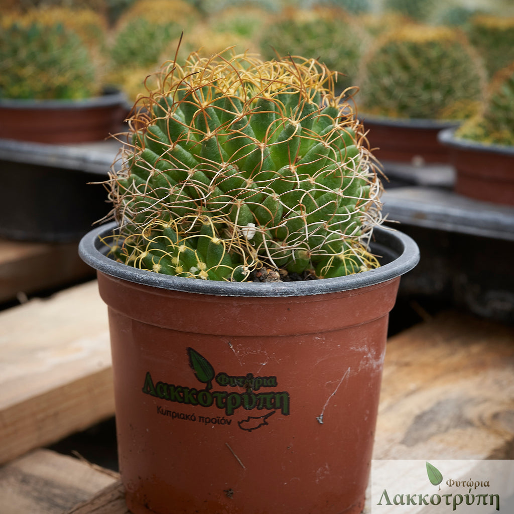 Mammillaria camptotricha – Cyprus Cactus