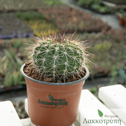 Acanthocalycium violaceum