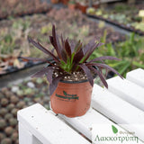 Aeonium arboreum 'Zwartkop'