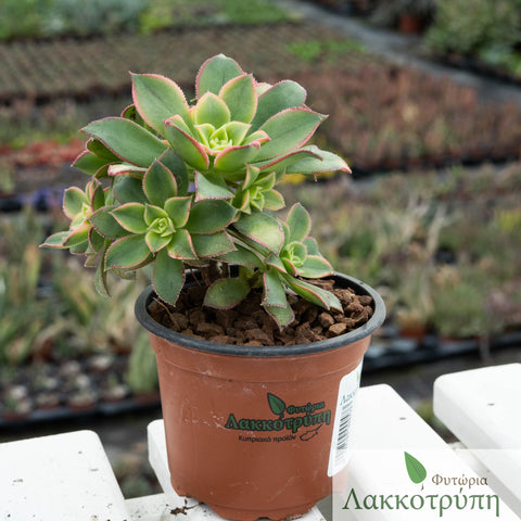 Aeonium decorum tricolor