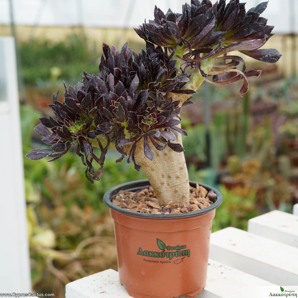 aeonium schwarzkopf succulent Aeonium schwarzkopf f. cristata – Cyprus Cactus