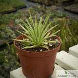 Agave stricta