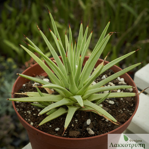 Agave stricta