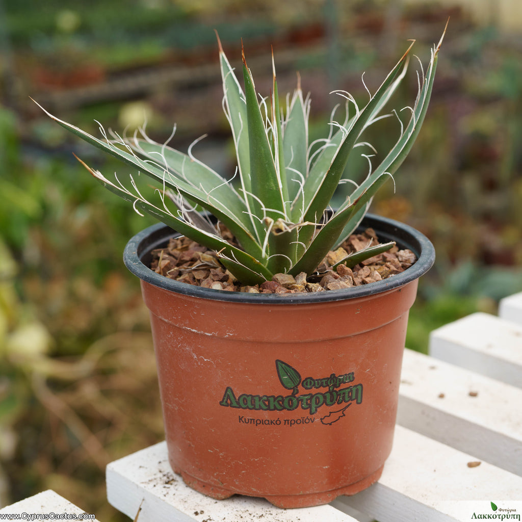 Agave filifera – Cyprus Cactus