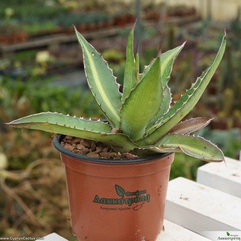 Agave lophantha