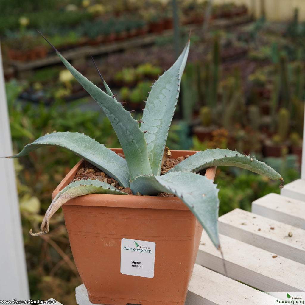 Agave scabra – Cyprus Cactus