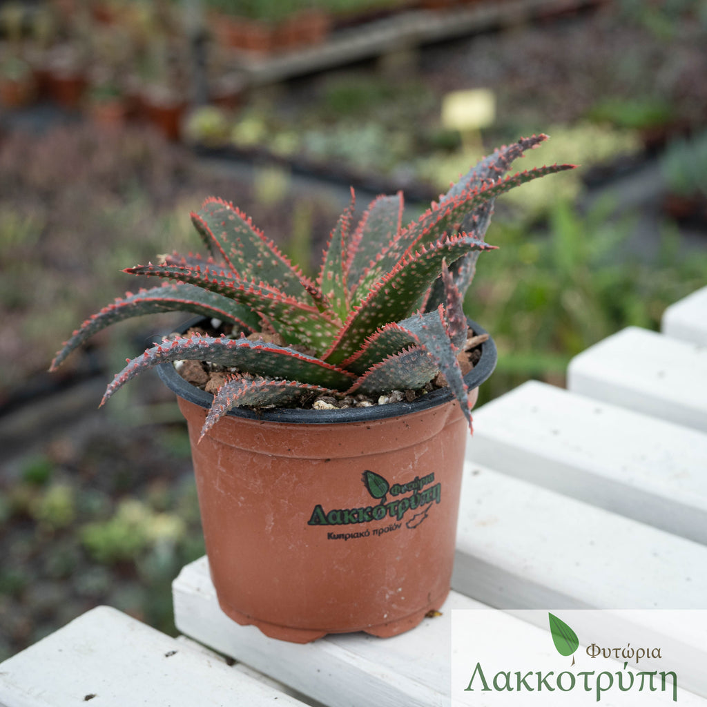 Aloe 