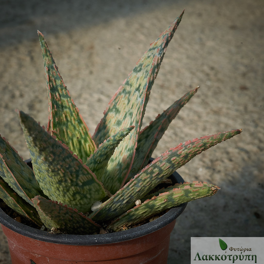 Aloe 'Pink Blush' – Cyprus Cactus