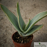 Aloe striata