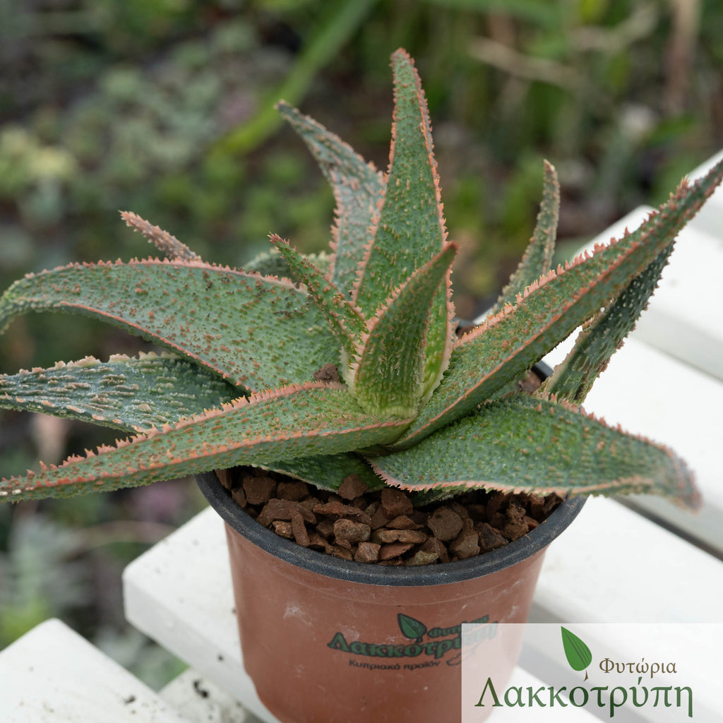 Aloe vito – Cyprus Cactus
